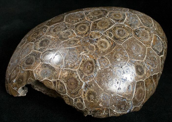 Polished Fossil Coral Head - Morocco #12119